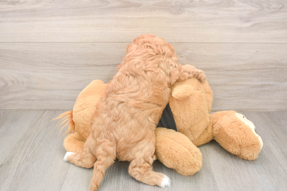 Happy Cavapoo Baby
