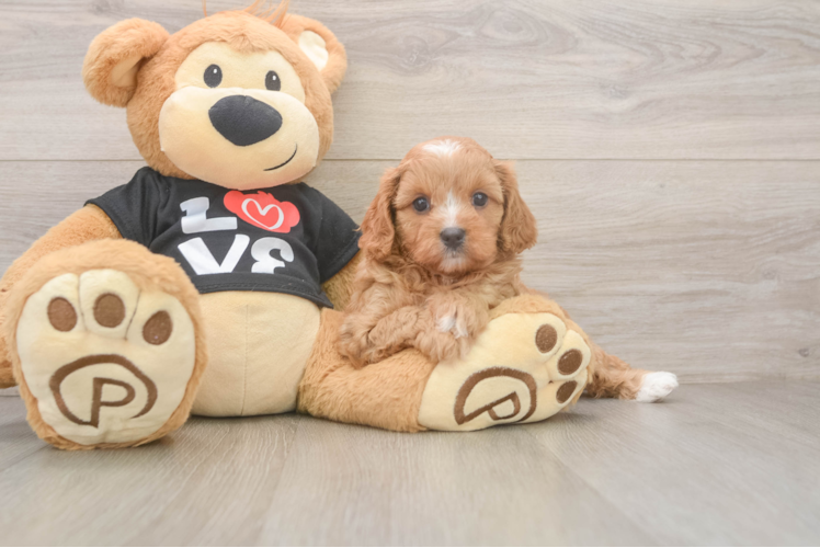 Fluffy Cavapoo Poodle Mix Pup