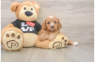 Fluffy Cavapoo Poodle Mix Pup