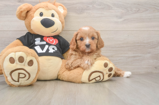 Fluffy Cavapoo Poodle Mix Pup
