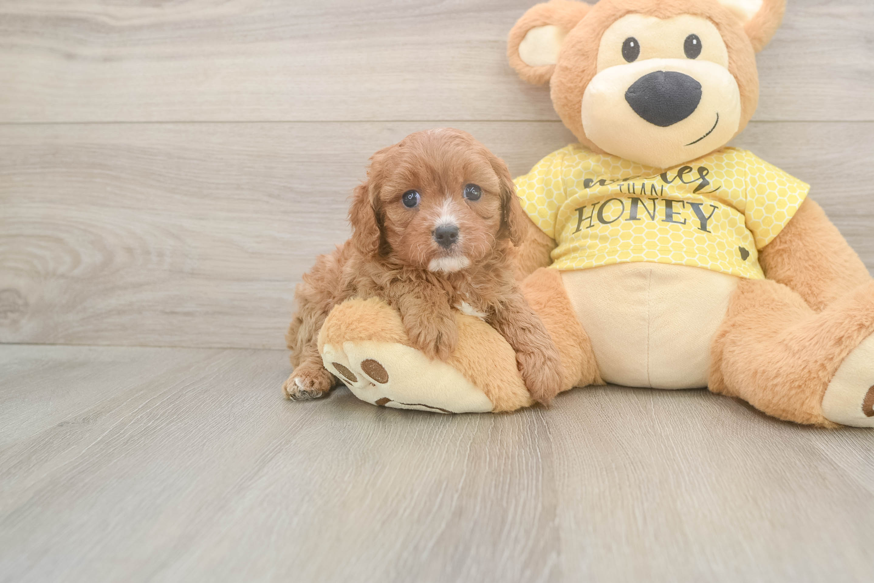 Smart Cavapoo Porsche: 3lb 15oz Doodle Puppy