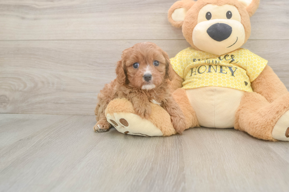 5 week old Cavapoo Puppy For Sale - Premier Pups