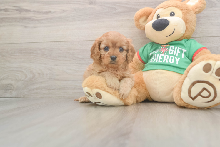 Cavapoo Puppy for Adoption