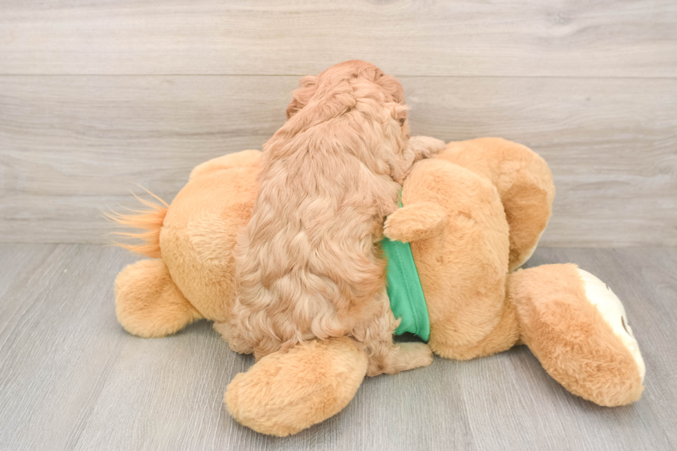 Cavapoo Pup Being Cute