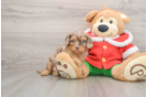 Cavapoo Puppy for Adoption