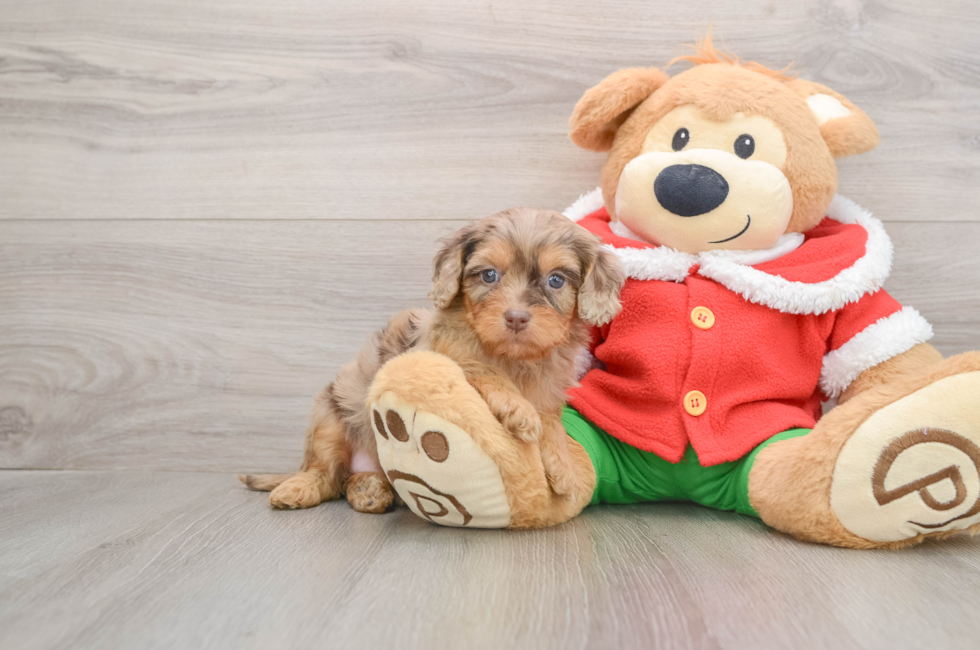 5 week old Cavapoo Puppy For Sale - Premier Pups