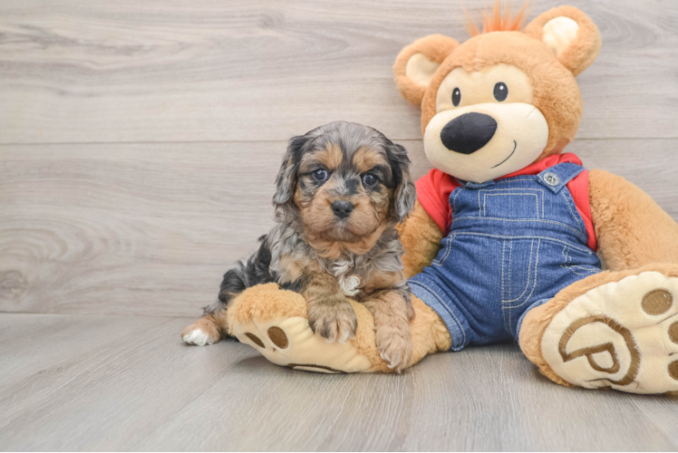 Funny Cavapoo Poodle Mix Pup