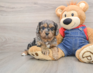 8 week old Cavapoo Puppy For Sale - Premier Pups