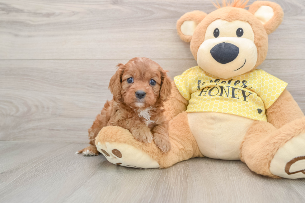 Hypoallergenic Cavadoodle Poodle Mix Puppy