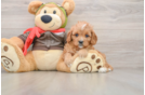 Petite Cavapoo Poodle Mix Pup