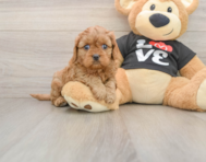 6 week old Cavapoo Puppy For Sale - Premier Pups