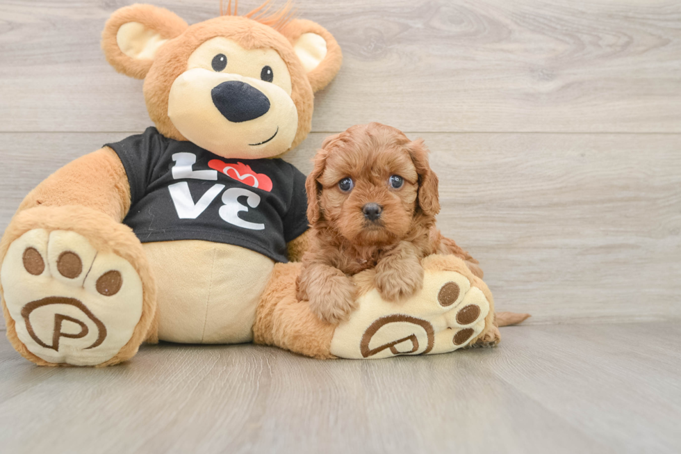 Cavapoo Puppy for Adoption