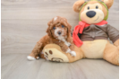 Best Cavapoo Baby