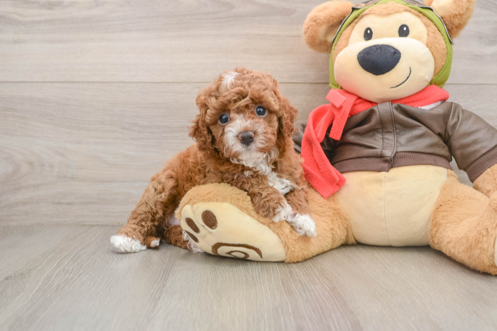 Best Cavapoo Baby