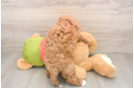Happy Cavapoo Baby