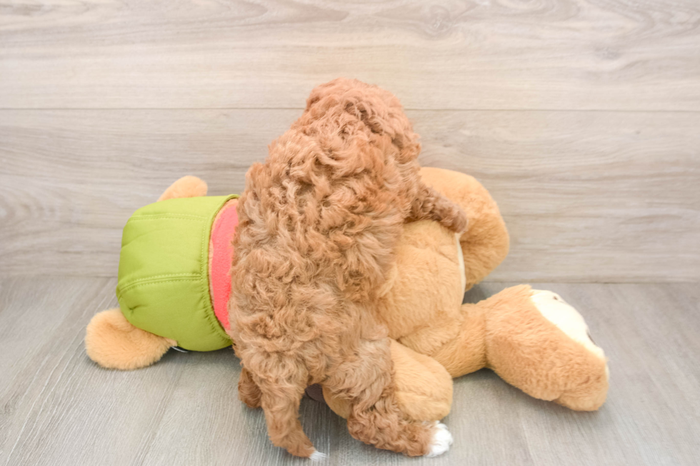 Happy Cavapoo Baby