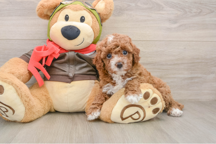 Happy Cavapoo Baby
