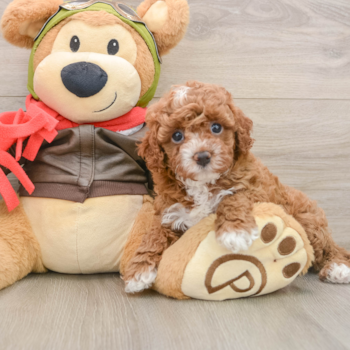 Happy Cavapoo Baby