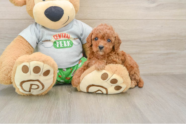 Funny Cavapoo Poodle Mix Pup