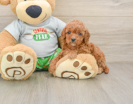 8 week old Cavapoo Puppy For Sale - Premier Pups