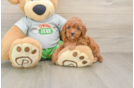 Funny Cavapoo Poodle Mix Pup