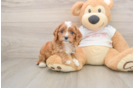 Cavapoo Puppy for Adoption