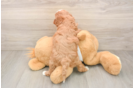 Best Cavapoo Baby