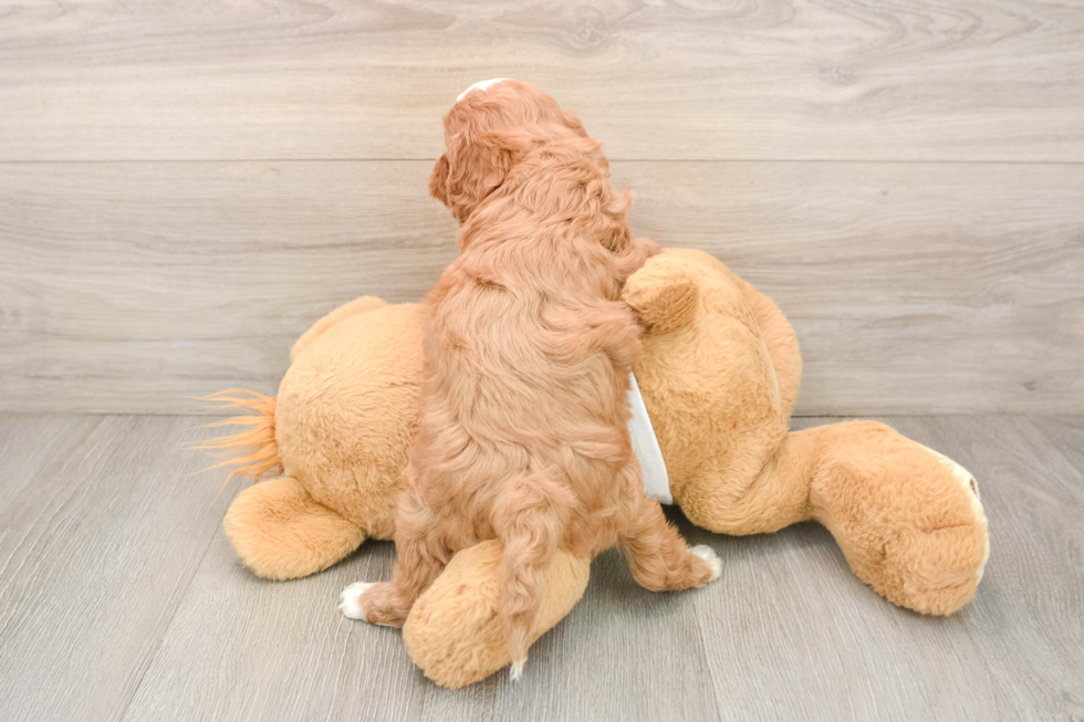 Best Cavapoo Baby