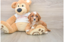 Playful Cavapoodle Poodle Mix Puppy