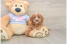 Friendly Cavapoo Baby
