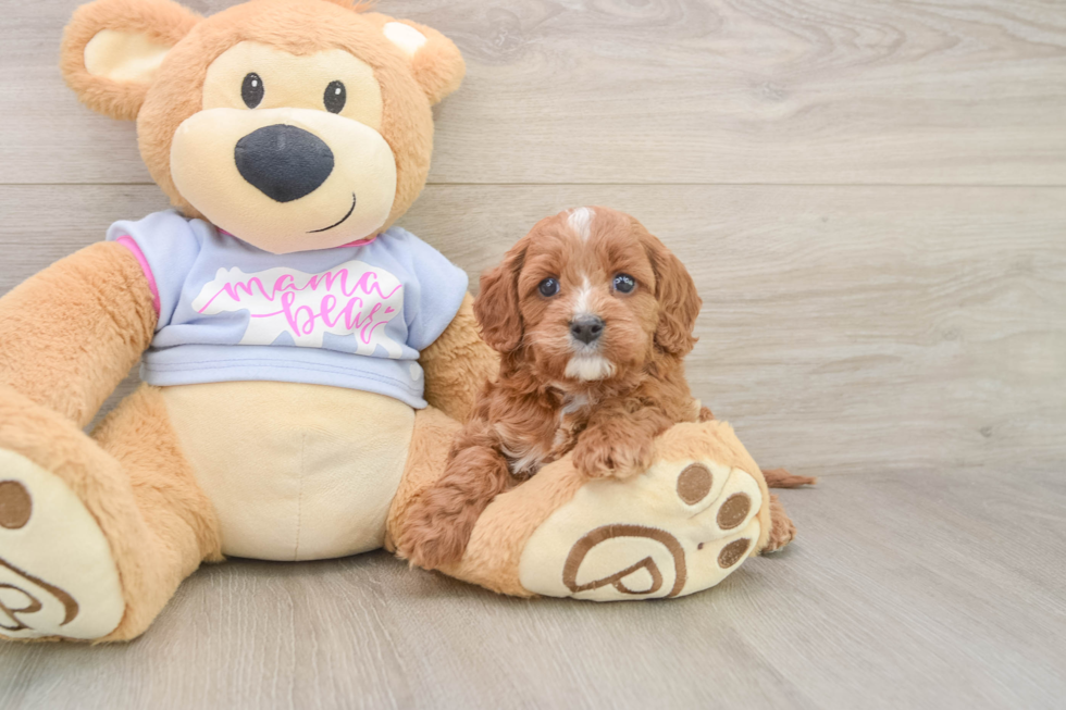 Friendly Cavapoo Baby
