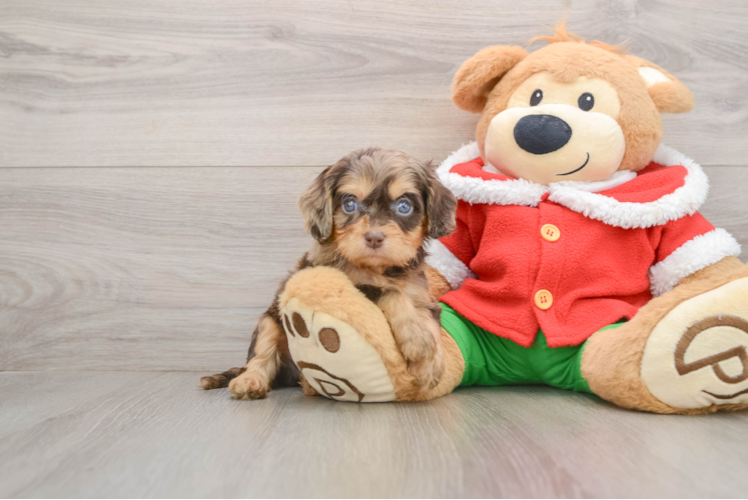 Funny Cavapoo Poodle Mix Pup