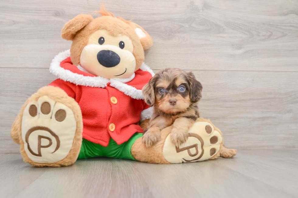 Cavapoo Pup Being Cute