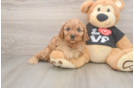 Smart Cavapoo Poodle Mix Pup