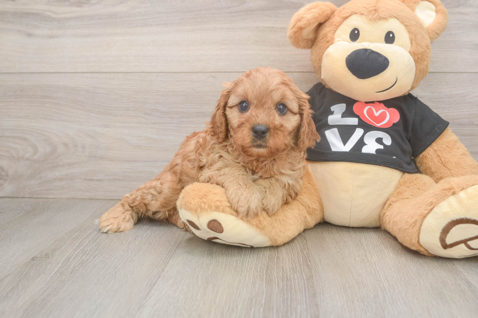 Smart Cavapoo Poodle Mix Pup