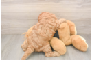 Best Cavapoo Baby