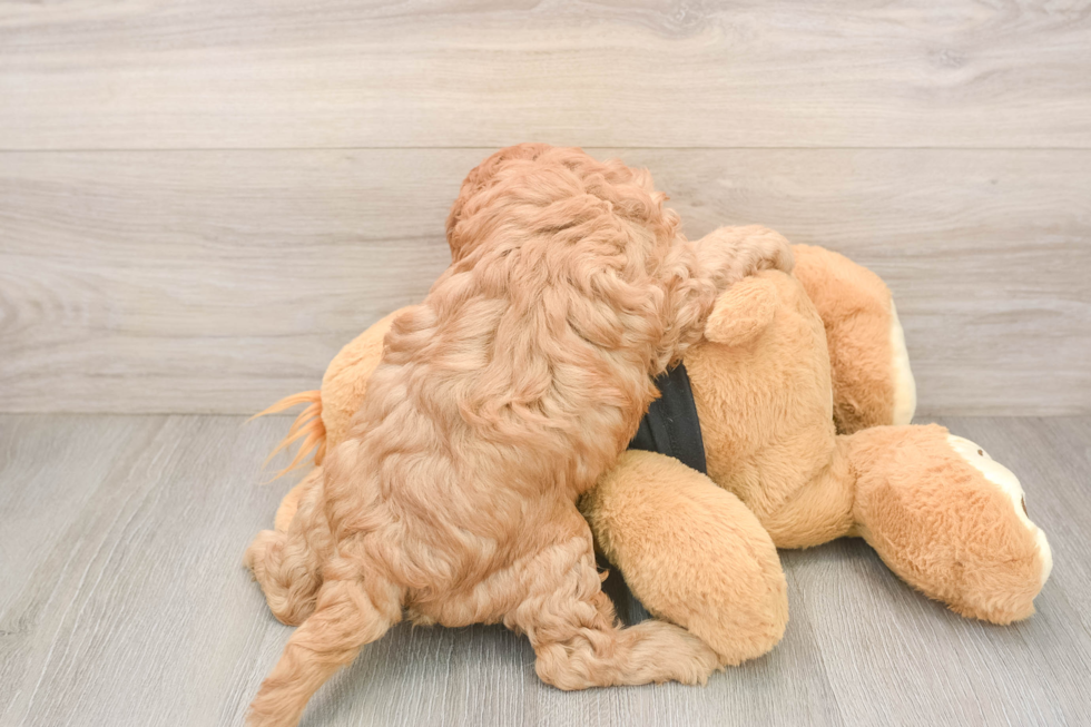 Best Cavapoo Baby