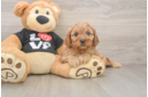 Adorable Cavalier King Charles Spaniel and Poodle Mix Poodle Mix Puppy