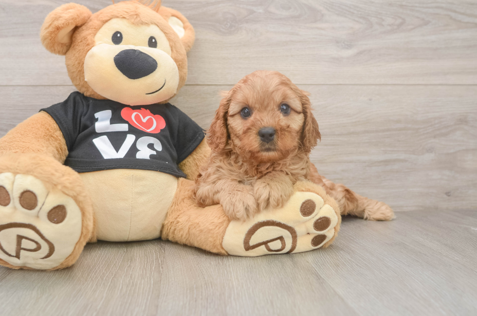 5 week old Cavapoo Puppy For Sale - Premier Pups