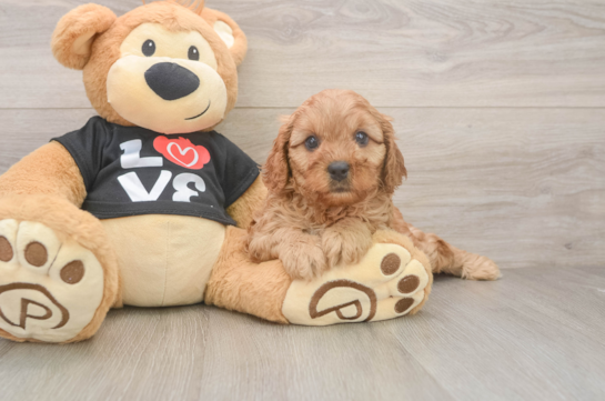 Adorable Cavalier King Charles Spaniel and Poodle Mix Poodle Mix Puppy