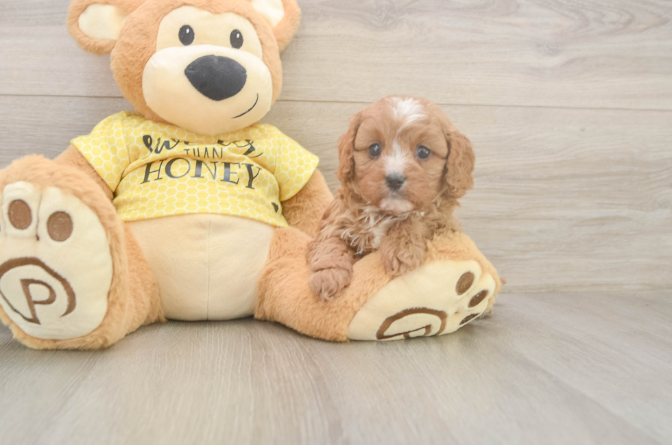5 week old Cavapoo Puppy For Sale - Premier Pups