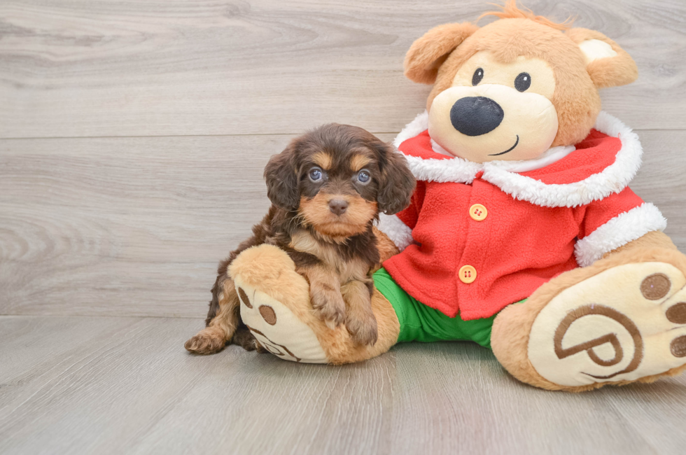 5 week old Cavapoo Puppy For Sale - Premier Pups