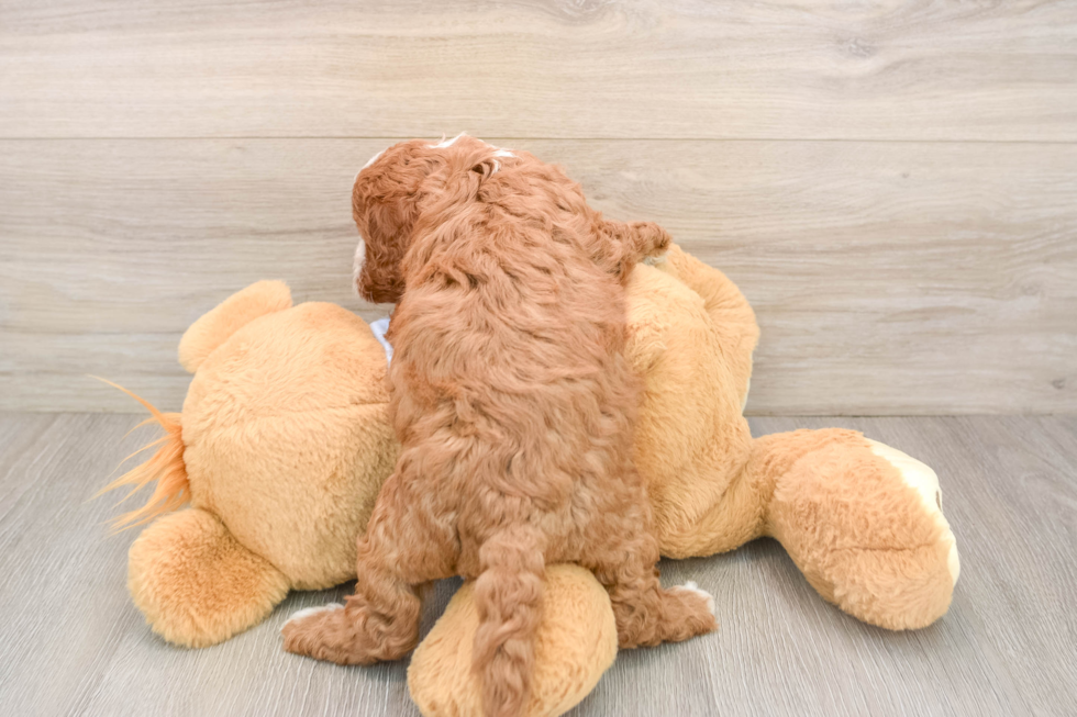 Energetic Cavoodle Poodle Mix Puppy
