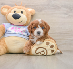 5 week old Cavapoo Puppy For Sale - Premier Pups