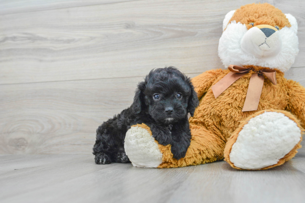 Cavapoo Puppy for Adoption