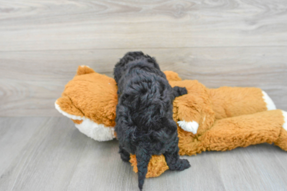 Hypoallergenic Cavoodle Poodle Mix Puppy