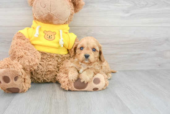 Energetic Cavoodle Poodle Mix Puppy