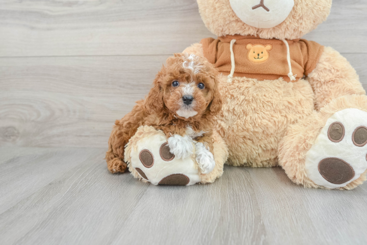 Cavapoo Puppy for Adoption