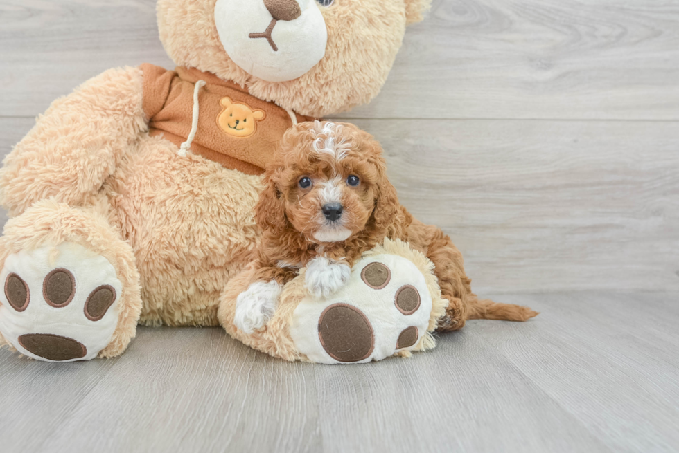 Cavapoo Puppy for Adoption