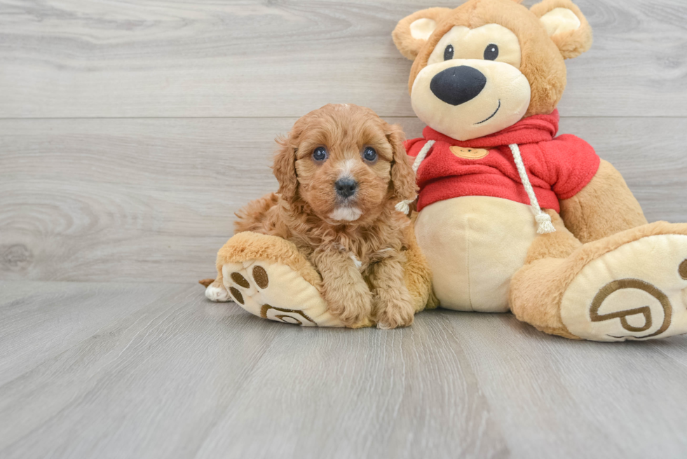 Cavapoo Puppy for Adoption